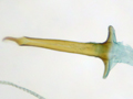 Opogona sacchari